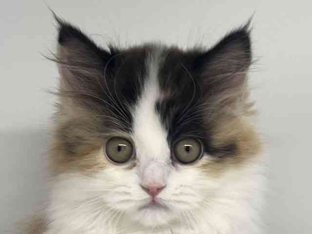 徳島県のサイベリアン (ひごペットフレンドリーゆめタウン徳島店/2025年10月4日生まれ/女の子/キャリコ)の子猫