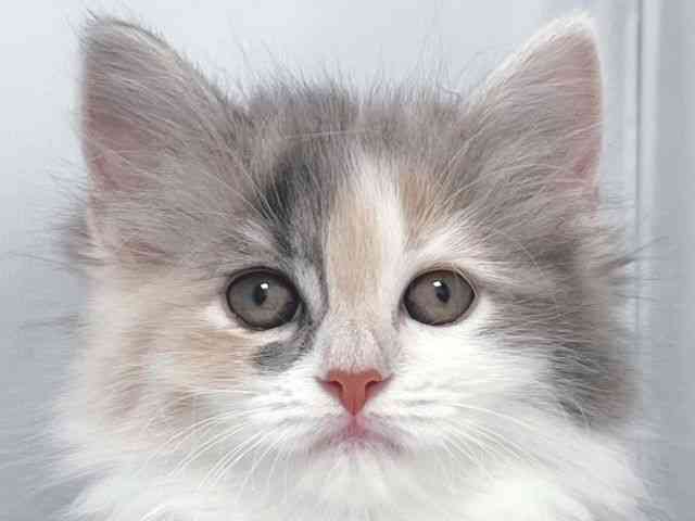 大阪府のサイベリアン (ひごペットフレンドリー堺プラットプラット店/2025年10月4日生まれ/女の子/ダイリュートキャリコ)の子猫の1枚目の画像