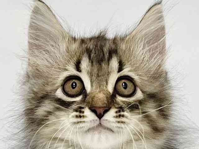 高知県のサイベリアン (ひごペットフレンドリーイオンモール高知店/2025年10月4日生まれ/男の子/ブラウンタビー)の子猫