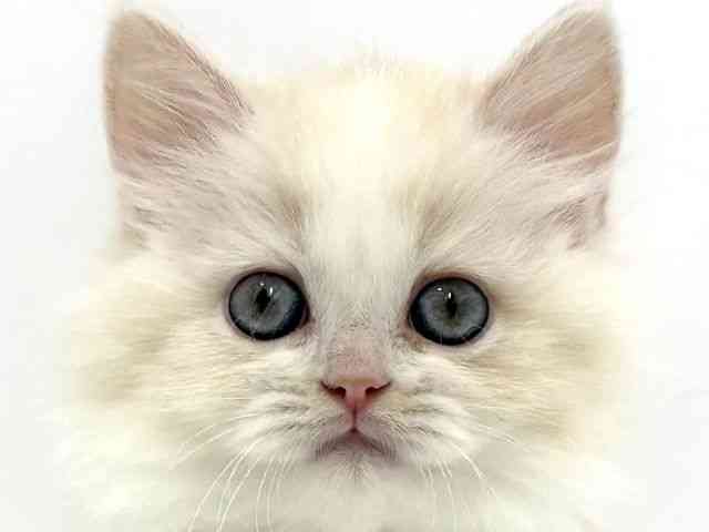 大阪府のサイベリアン (ひごペットフレンドリーベルファⅡ都島店/2025年10月4日生まれ/女の子/クリームホワイト)の子猫の1枚目の画像