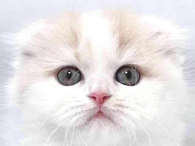 大阪府のスコティッシュフォールド (ひごペットフレンドリー堺プラットプラット店/2025年10月4日生まれ/女の子/クリームホワイト)の子猫の1枚目の画像