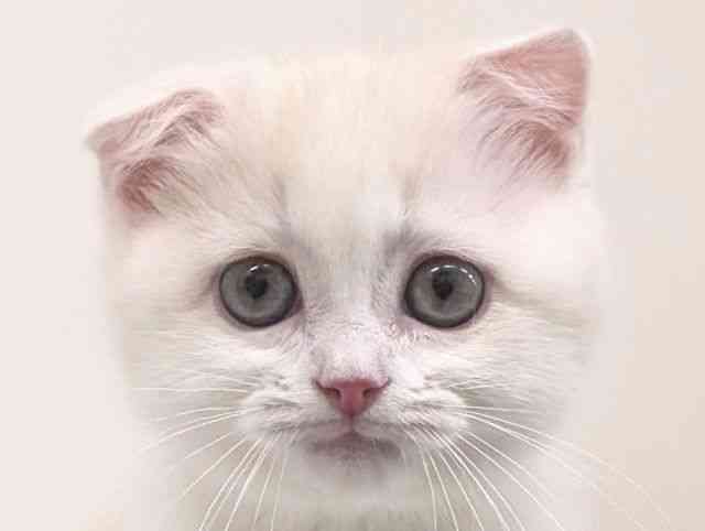 福岡県のスコティッシュフォールド (ひごペットフレンドリーリバーウォーク北九州店/2025年10月4日生まれ/女の子/クリームホワイト)の子猫の1枚目の画像