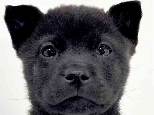 京都府の甲斐犬 (ひごペットフレンドリーイズミヤショッピングセンター八幡店/2025年10月1日生まれ/男の子/黒虎)の子犬の1枚目の画像