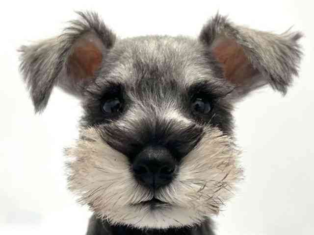 京都府のミニチュアシュナウザー (ひごペットフレンドリー京都店/2025年10月4日生まれ/男の子/ソルトペッパー)の子犬