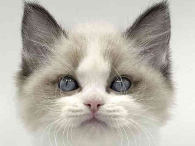 大阪府のラグドール (ひごペットフレンドリーららぽーとEXPOCITY店/2025年10月3日生まれ/男の子/シールポイントバイカラー)の子猫の1枚目の画像