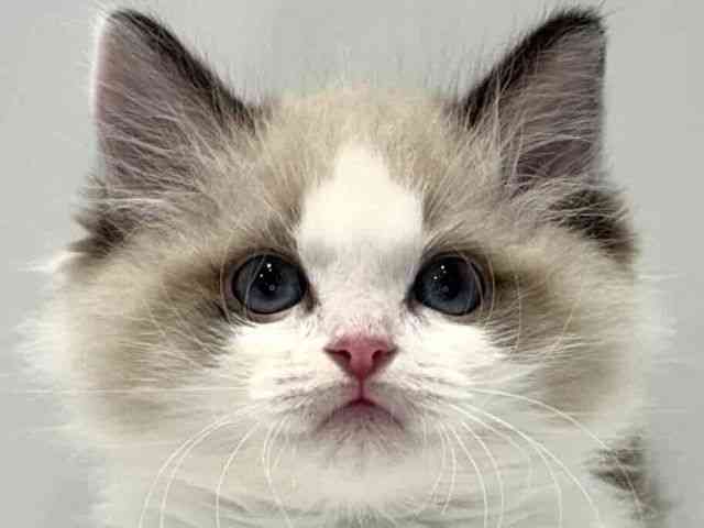 大阪府のラグドール (ひごペットフレンドリーセブンパーク天美店/2025年10月3日生まれ/男の子/シールポイントバイカラー)の子猫の1枚目の画像