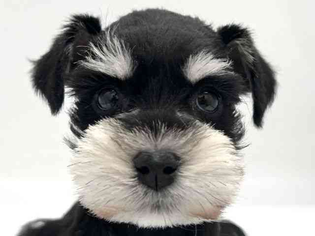 京都府のミニチュアシュナウザー (ひごペットフレンドリー京都店/2025年10月4日生まれ/女の子/ブラックシルバー)の子犬