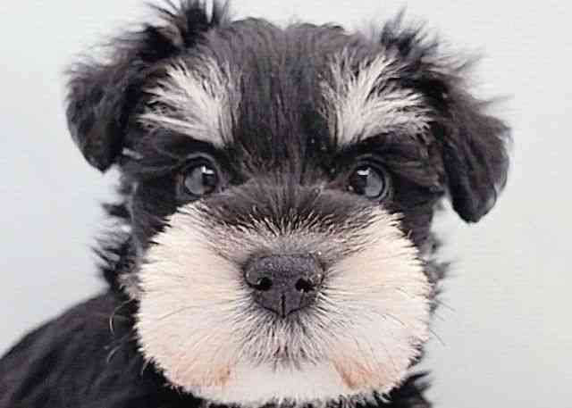 島根県のミニチュアシュナウザー (ひごペットフレンドリーイオン松江ショッピングセンター店/2025年10月4日生まれ/男の子/ブラックシルバー)の子犬