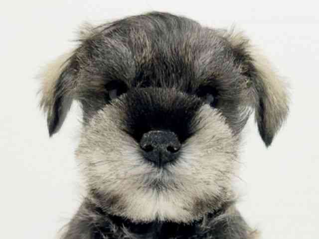 広島県のミニチュアシュナウザー (ひごペットフレンドリーフジグラン神辺店/2025年10月4日生まれ/男の子/ソルトペッパー)の子犬