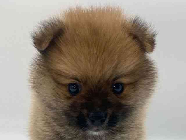 島根県のポメラニアン (ひごペットフレンドリーイオンモール出雲店/2025年10月4日生まれ/男の子/オレンジ)の子犬