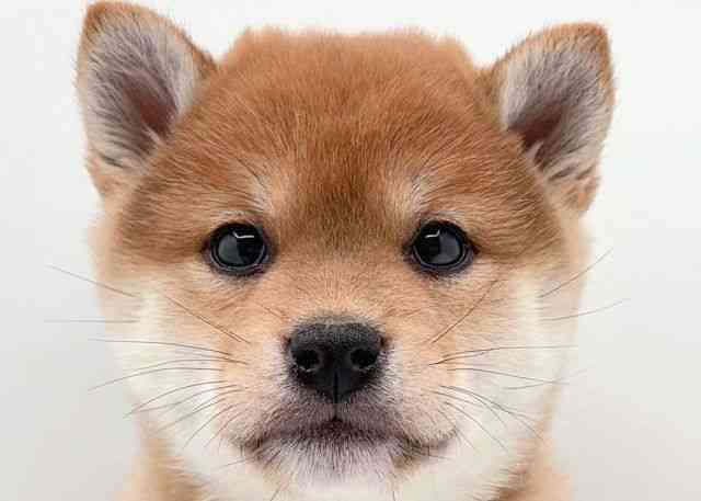 島根県の柴犬(標準サイズ) (ひごペットフレンドリーイオン松江ショッピングセンター店/2025年10月4日生まれ/女の子/赤)の子犬の1枚目の画像