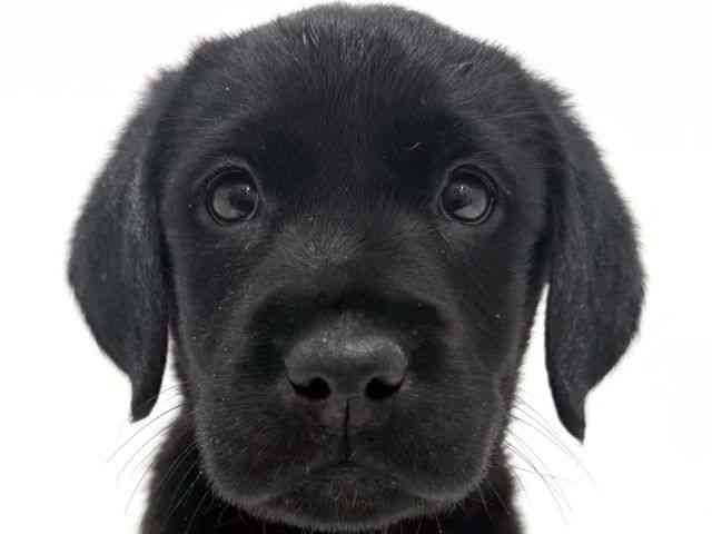 大阪府のラブラドールレトリーバー (ひごペットフレンドリーくずはモール店/2025年10月4日生まれ/女の子/ブラック)の子犬の1枚目の画像