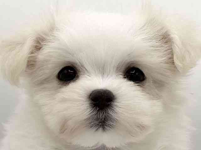 大阪府のマルチーズ (ひごペットフレンドリーららぽーとEXPOCITY店/2025年9月29日生まれ/女の子/ホワイト)の子犬の1枚目の画像