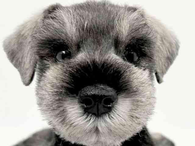 京都府のミニチュアシュナウザー (ひごペットフレンドリーイズミヤショッピングセンター八幡店/2025年10月2日生まれ/男の子/ソルトペッパー)の子犬の1枚目の画像