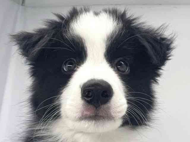 兵庫県のボーダーコリー (ひごペットフレンドリーイオンタウン加古川店/2025年10月3日生まれ/男の子/ブラックホワイトタン)の子犬の1枚目の画像