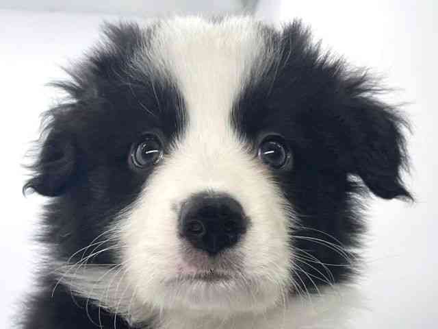 兵庫県のボーダーコリー (ひごペットフレンドリーイオンタウン加古川店/2025年10月3日生まれ/男の子/ブラックホワイトタン)の子犬の1枚目の画像