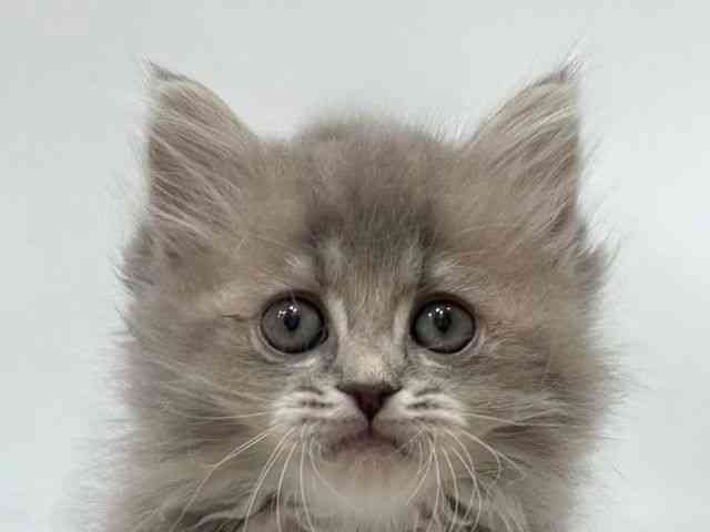 愛知県のラガマフィン (ひごペットフレンドリーヴィアモール アピタ江南西店/2025年10月5日生まれ/男の子/ブルータビー)の子猫の1枚目の画像