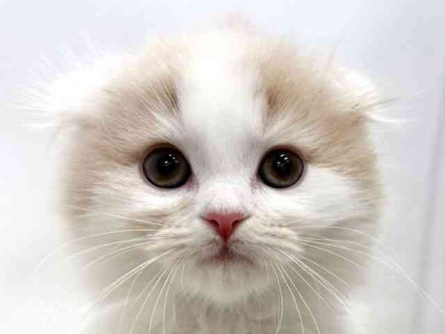 広島県のスコティッシュフォールド (ひごペットフレンドリーゆめタウン廿日市店/2025年10月5日生まれ/男の子/クリームタビーホワイト)の子猫の1枚目の画像