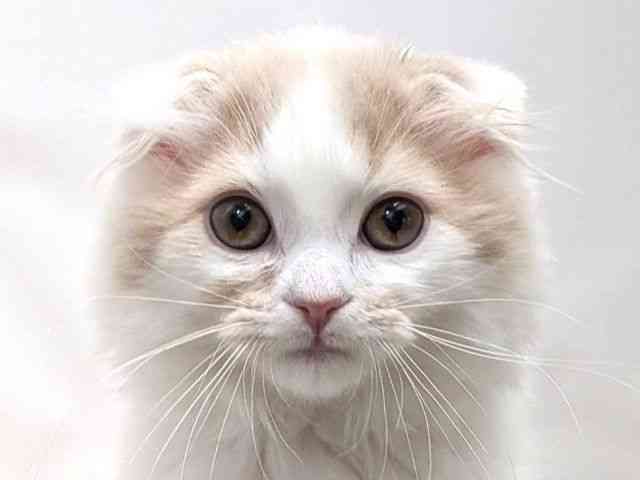 広島県のスコティッシュフォールド (ひごペットフレンドリーゆめタウン廿日市店/2025年10月5日生まれ/男の子/クリームタビーホワイト)の子猫の1枚目の画像