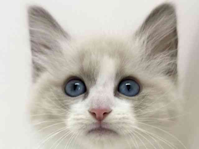 大阪府のネヴァマスカレード (ひごペットフレンドリーくずはモール店/2025年10月5日生まれ/男の子/ブルーポイントホワイト)の子猫の1枚目の画像