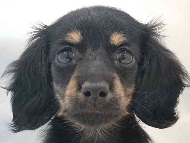 大阪府のカニンヘンダックスフンド(ロング) (ひごペットフレンドリー堺プラットプラット店/2025年10月4日生まれ/女の子/ブラックイエロー)の子犬の1枚目の画像