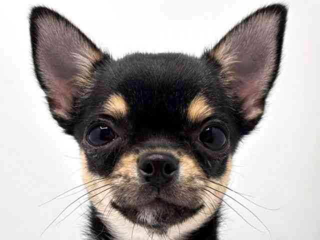 奈良県のチワワ(スムース) (ひごペットフレンドリー田原本店/2025年10月4日生まれ/男の子/ブラックタンホワイト)の子犬の1枚目の画像