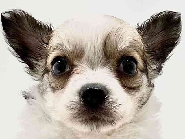 奈良県のチワワ(ロング) (ひごペットフレンドリーイオンモール橿原ウエスト・ビレッジ店/2025年10月3日生まれ/女の子/パーティーカラー)の子犬の1枚目の画像