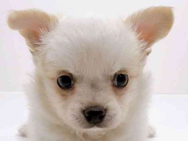 広島県のチワワ(ロング) (ひごペットフレンドリーフジグラン神辺店/2025年10月3日生まれ/男の子/ホワイト)の子犬の1枚目の画像