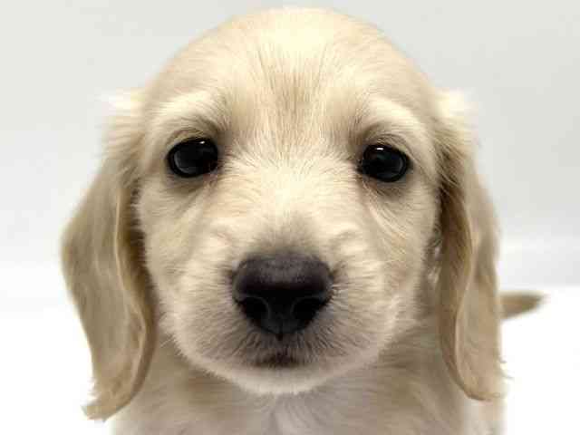 京都府のミニチュアダックスフンド(ロング) (ひごペットフレンドリー京都店/2025年10月4日生まれ/男の子/イエロー)の子犬の1枚目の画像