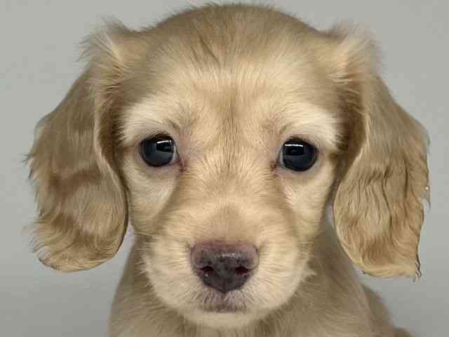 徳島県のミニチュアダックスフンド(ロング) (ひごペットフレンドリーゆめタウン徳島店/2025年10月4日生まれ/女の子/イエロー)の子犬