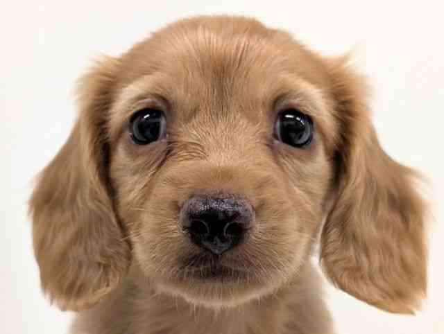 福岡県のミニチュアダックスフンド(ロング) (ひごペットフレンドリーリバーウォーク北九州店/2025年10月4日生まれ/男の子/ゴールド)の子犬