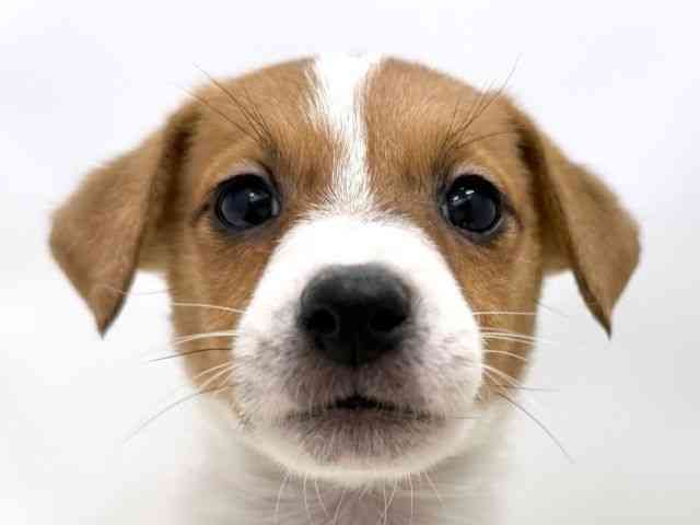 広島県のジャックラッセルテリア (ひごペットフレンドリーゆめタウン廿日市店/2025年10月5日生まれ/女の子/ホワイトタン)の子犬