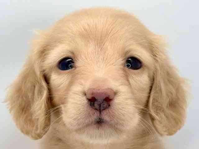 京都府のミニチュアダックスフンド(ロング) (ひごペットフレンドリー洛北阪急スクエア店/2025年10月4日生まれ/男の子/イエロー)の子犬