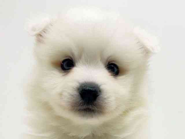 広島県の日本スピッツ (ひごペットフレンドリーフジグラン神辺店/2025年10月5日生まれ/男の子/ホワイト)の子犬の1枚目の画像