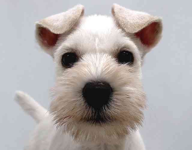 奈良県のミニチュアシュナウザー (ひごペットフレンドリー奈良パワーシティ店/2025年10月1日生まれ/女の子/ホワイト)の子犬の1枚目の画像