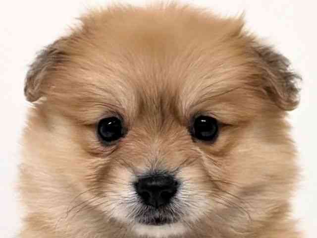 福岡県のポメコーギー(ポメラニアン×コーギー) (ひごペットフレンドリーリバーウォーク北九州店/2025年10月1日生まれ/女の子/セーブルホワイト)の子犬