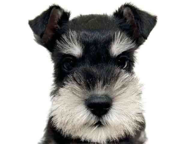 兵庫県のミニチュアシュナウザー (ひごペットフレンドリーブルメールHAT神戸店/2025年10月1日生まれ/男の子/ブラックシルバー)の子犬の1枚目の画像