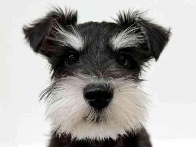 兵庫県のミニチュアシュナウザー (ひごペットフレンドリーブルメールHAT神戸店/2025年10月1日生まれ/男の子/ブラックシルバー)の子犬の1枚目の画像