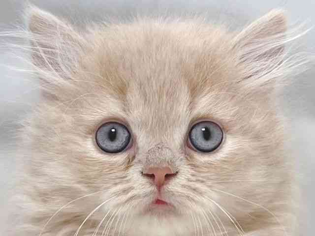 大阪府のミヌエット (ひごペットフレンドリー堺プラットプラット店/2025年10月3日生まれ/男の子/クリームタビー)の子猫の1枚目の画像