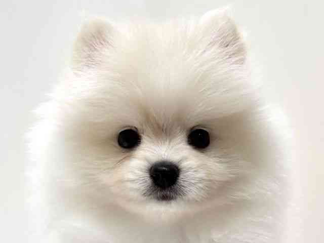 愛知県のポメラニアン (ひごペットフレンドリーららぽーと名古屋みなとアクルス店/2025年10月4日生まれ/女の子/ホワイト)の子犬の1枚目の画像