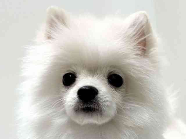 愛知県のポメラニアン (ひごペットフレンドリーららぽーと名古屋みなとアクルス店/2025年10月4日生まれ/女の子/ホワイト)の子犬の1枚目の画像