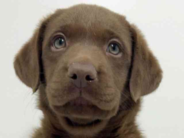 広島県のラブラドールレトリーバー (ひごペットフレンドリーフジグラン神辺店/2025年10月4日生まれ/男の子/チョコレート)の子犬の1枚目の画像