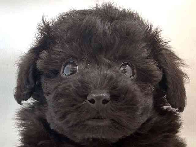 大阪府のトイプードル(トイ) (ひごペットフレンドリー堺プラットプラット店/2025年9月28日生まれ/女の子/ブラック)の子犬の1枚目の画像