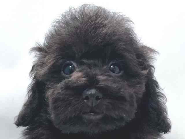 大阪府のトイプードル(トイ) (ひごペットフレンドリー堺プラットプラット店/2025年9月28日生まれ/女の子/ブラック)の子犬の1枚目の画像