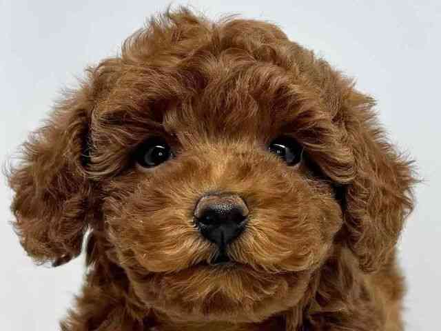 大阪府のトイプードル(トイ) (ひごペットフレンドリーセブンパーク天美店/2025年10月4日生まれ/女の子/レッドフォーン)の子犬の1枚目の画像