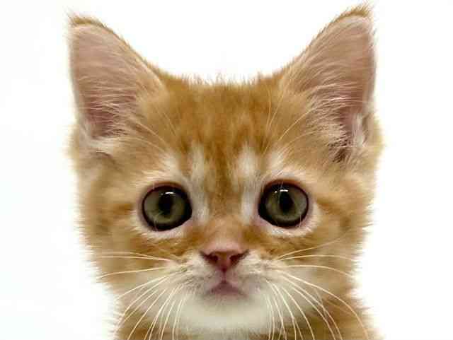 大阪府のマンチカン (ひごペットフレンドリーアクロスプラザ住之江店/2025年10月4日生まれ/男の子/レッドタビー)の子猫の1枚目の画像