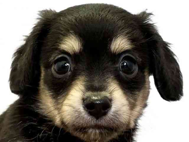 愛媛県のチワックス(チワワ×ダックス) (ひごペットフレンドリーエミフルMASAKI店/2025年10月4日生まれ/男の子/ブラックイエロー)の子犬