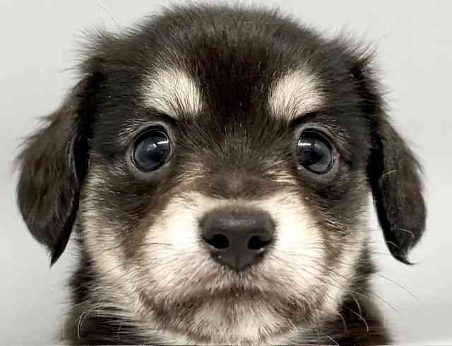 大阪府のチワックス(チワワ×ダックス) (ひごペットフレンドリーイオンタウン豊中庄内店/2025年10月4日生まれ/男の子/ブラックイエロー)の子犬の1枚目の画像