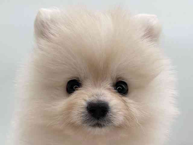 島根県のポメラニアン (ひごペットフレンドリーイオンモール出雲店/2025年10月4日生まれ/女の子/クリーム)の子犬の1枚目の画像