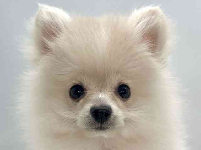 島根県のポメラニアン (ひごペットフレンドリーイオンモール出雲店/2025年10月4日生まれ/女の子/クリーム)の子犬の1枚目の画像